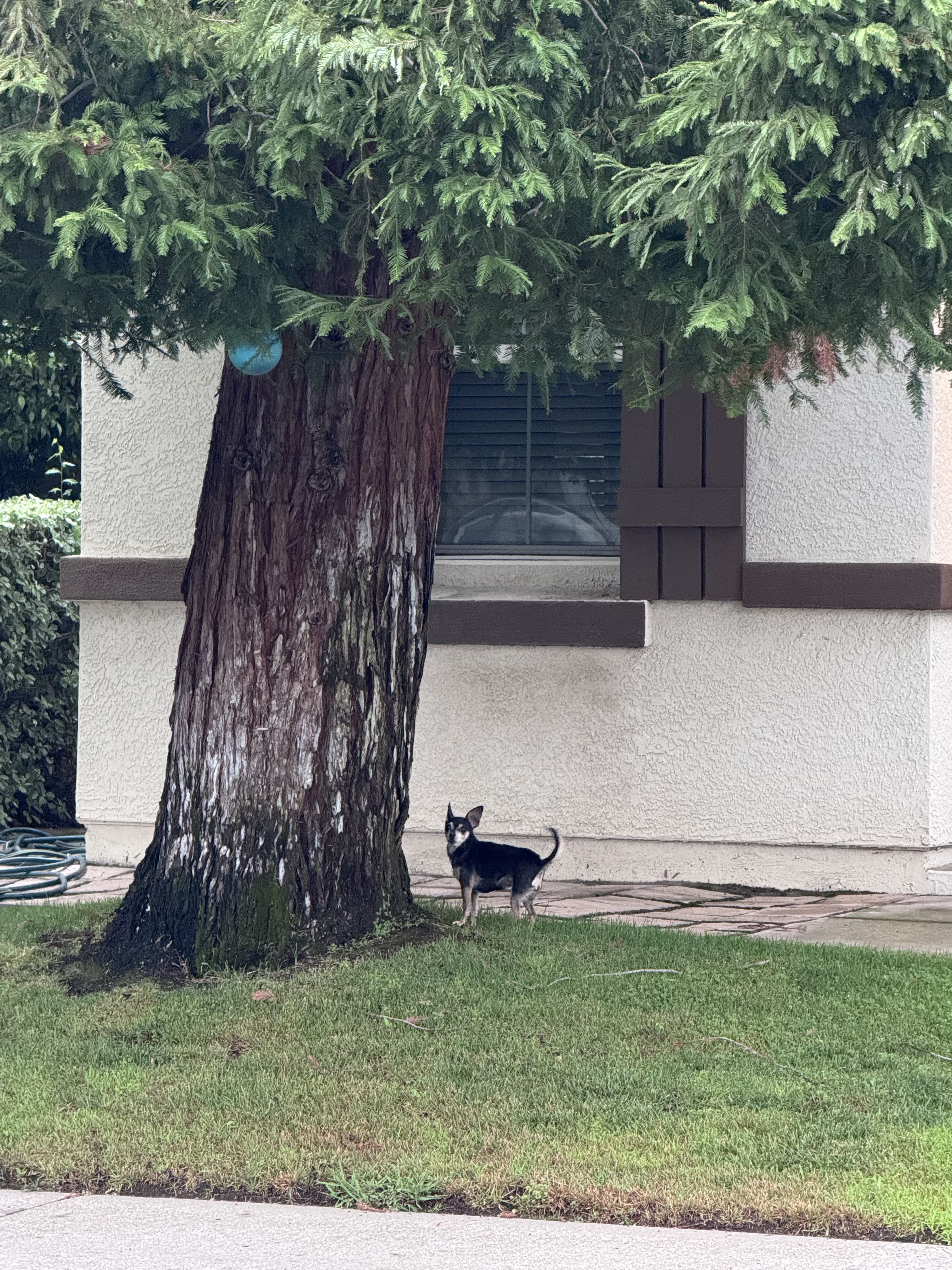 Found dog